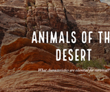 Animals of the Desert Animals of the Desert
