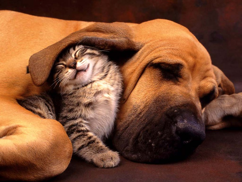 Cat vs. Dog Opinion Writing Project