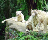 Animal Habitats 1 Animal Habitats 1