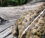 Boreal Toads Boreal Toads