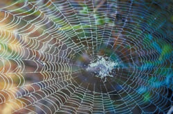 Classifying Spiders